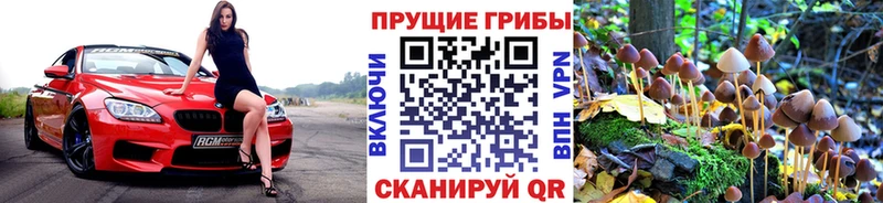 Псилоцибиновые грибы Psilocybine cubensis  Кудымкар 